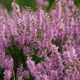 Bruyère d'été Rose / Calluna vulgaris rosea